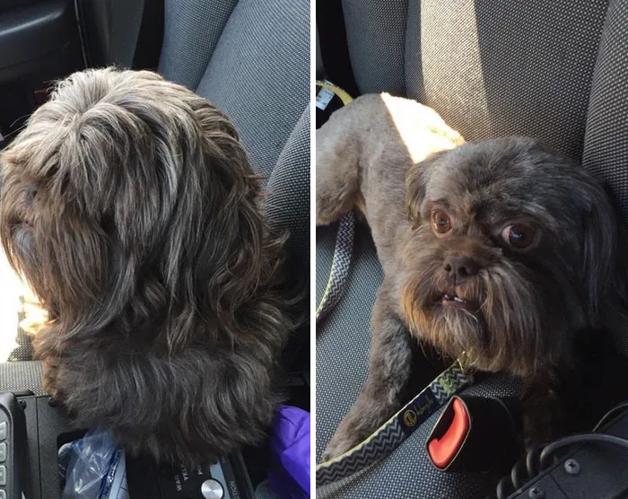Dog Got A Haircut