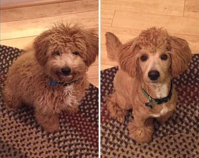His First Haircut