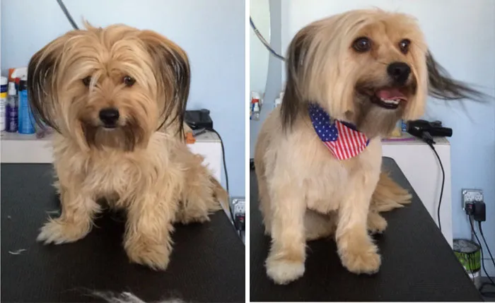 Before And After Grooming
