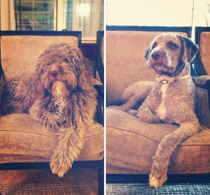 Summer/Winter Dog