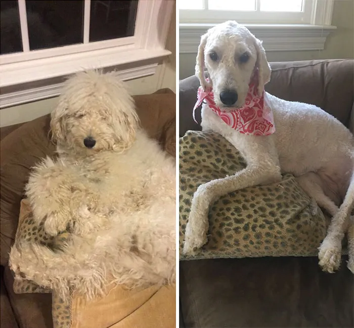 My Friend Went To Get Her Dog A Haircut And She Went To Pick Her Up And She Looked Like This