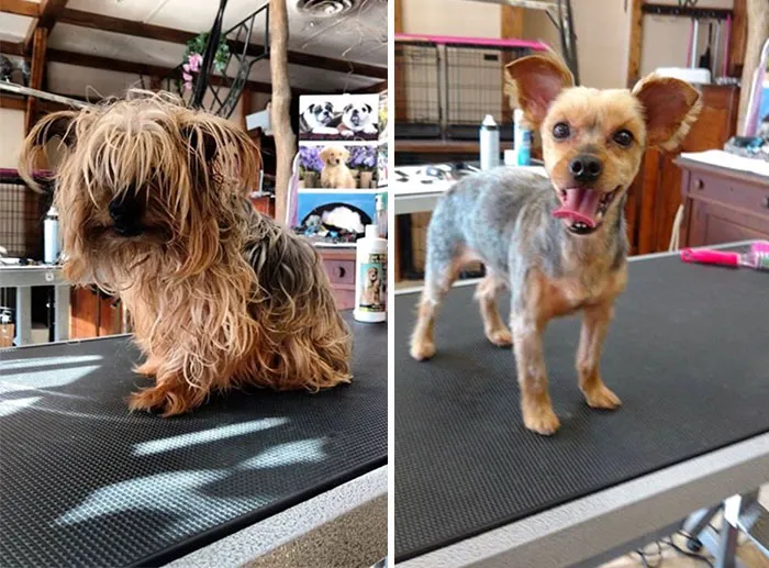 My Dog Really Needed A Haircut