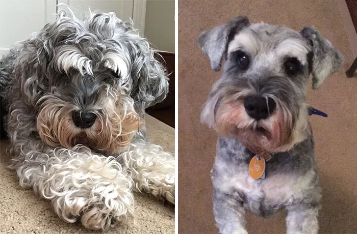 Everyone Look At My Dog's Beautiful Haircut