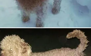 128 Dogs Before And After Their Haircuts (Add Yours)