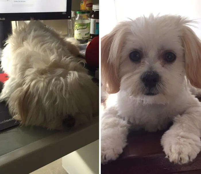 Fluffy Was Not Impressed
