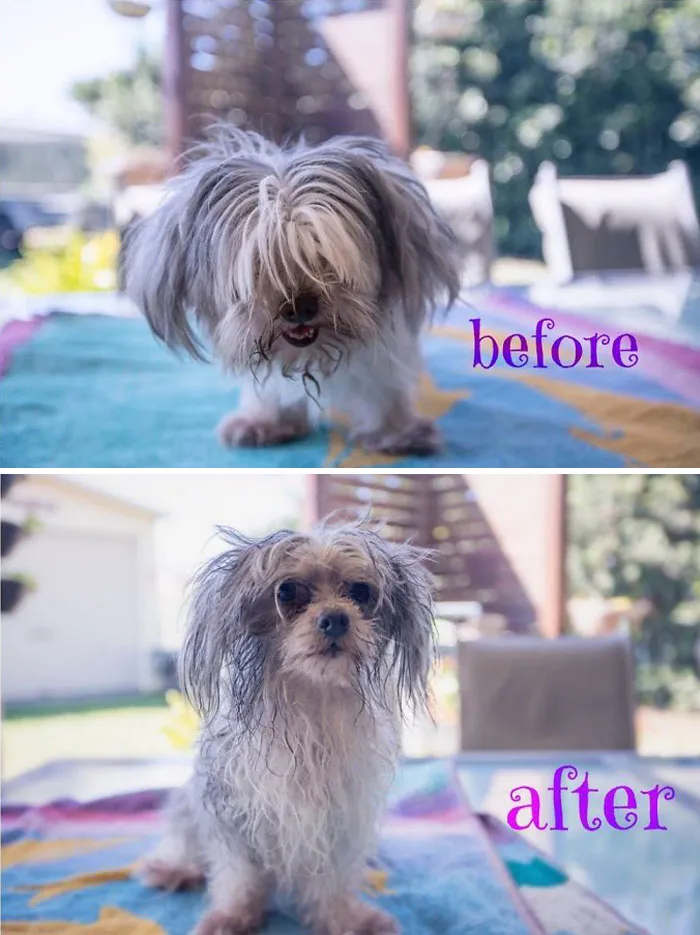 This Is Colli, She Doesn't Like Hair Cuts. As You Can See It Isn't Very Often She Gets Them