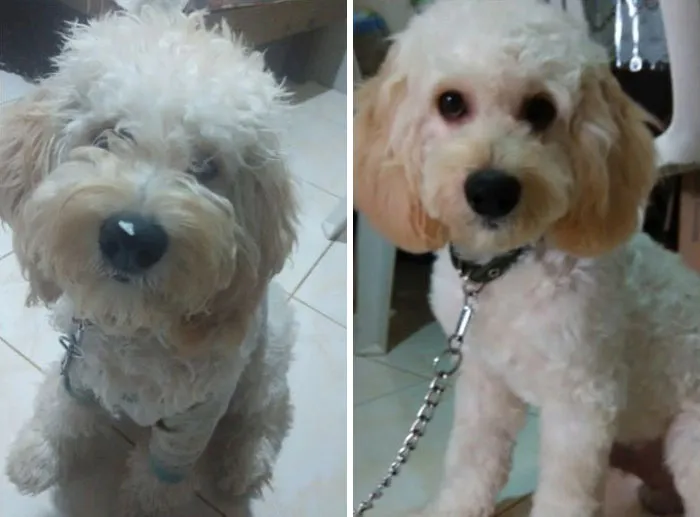 Felt Like I Was Looking At Two Different Dogs 
