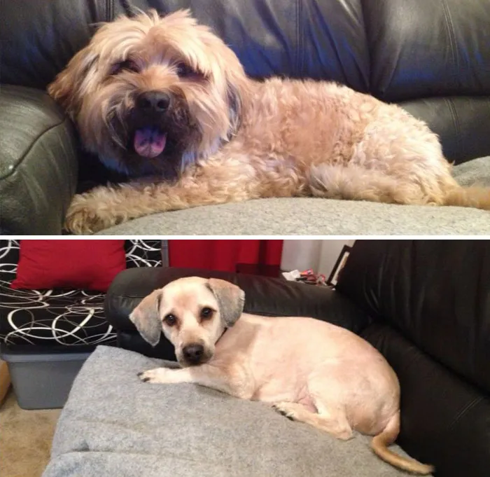 My Dog Got A Haircut