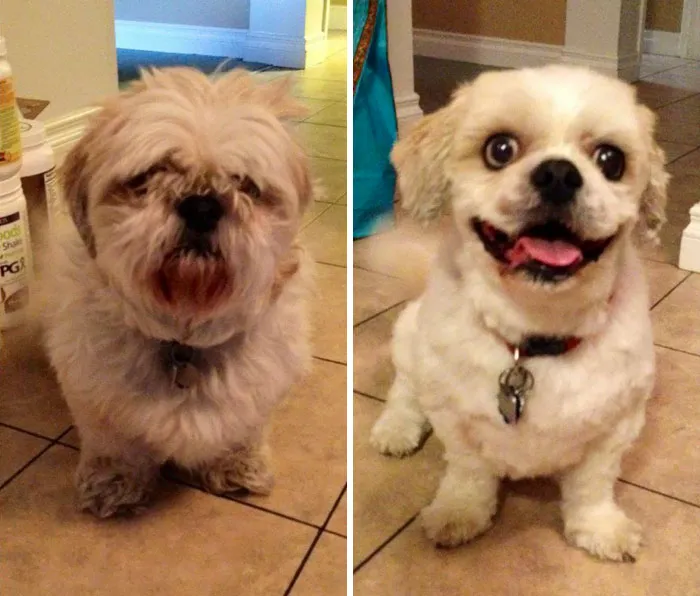 My Friend's Dog Before, And After His Haircut