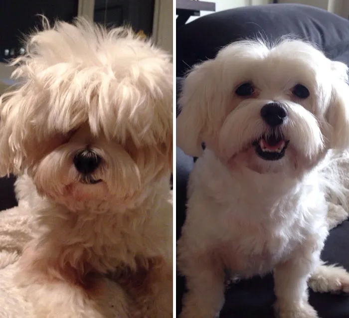 He Really Needed A Haircut