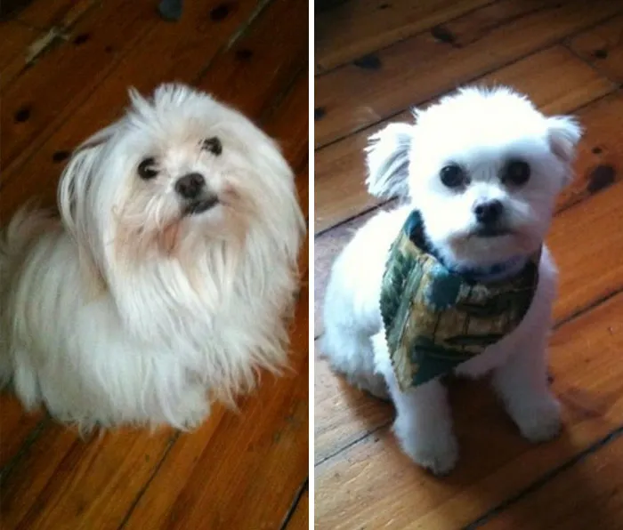 It's Haircut Day