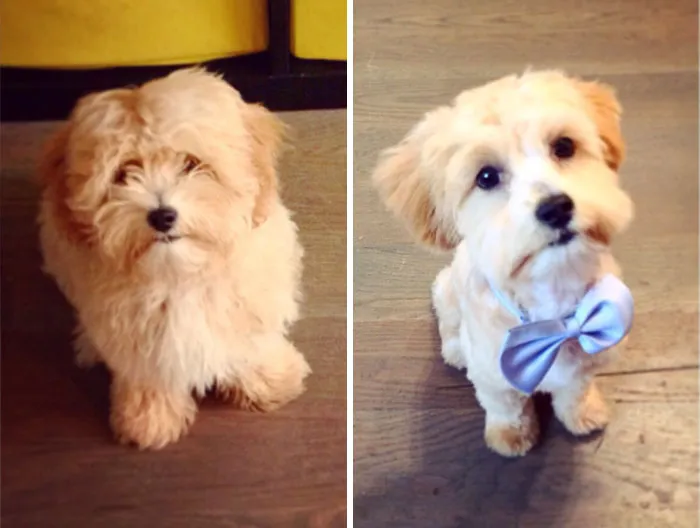 Puppy's First Haircut