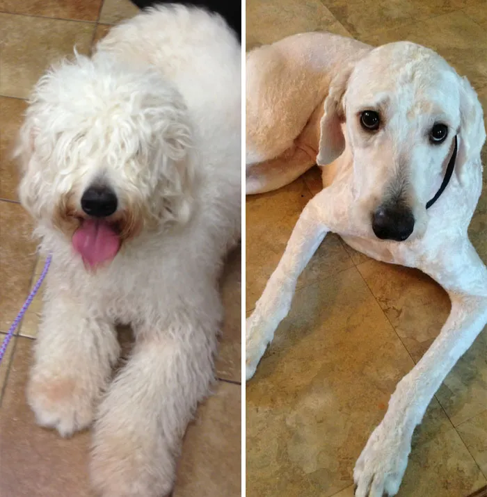 Summer Haircut For My Golden Doodle. Before And After. He Looks Sad In This Pic, But Trust Me... He Was Strutting Around The House Like A Peacock