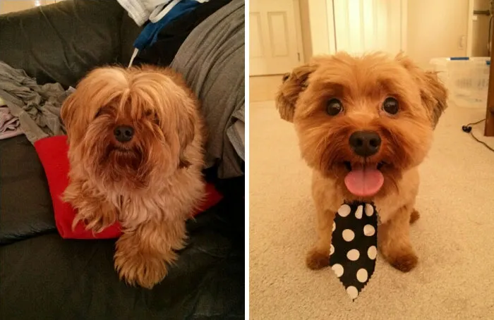 Meet Watson! It Was Haircut Day