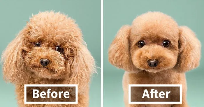 128 Dogs Before And After Their Haircuts (Add Yours)