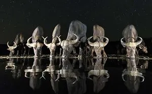 The Winners Of 2017's Sony World Photography Contest