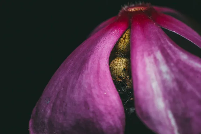 The Hidden Murder, Natural World Finalist