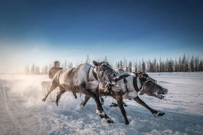 Take Me Away, Deer! Travel Finalist