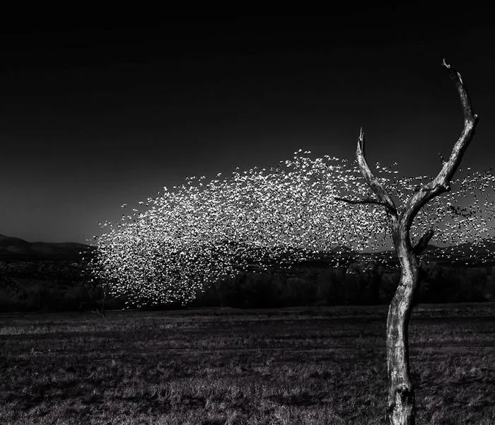 Snow Geese At Bosque Del Apache, Altered Images Finalist