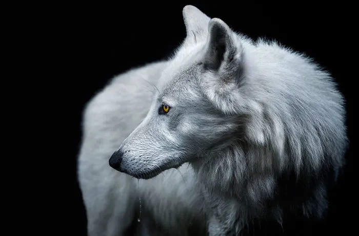 Winter Is Coming, Altered Images Finalist