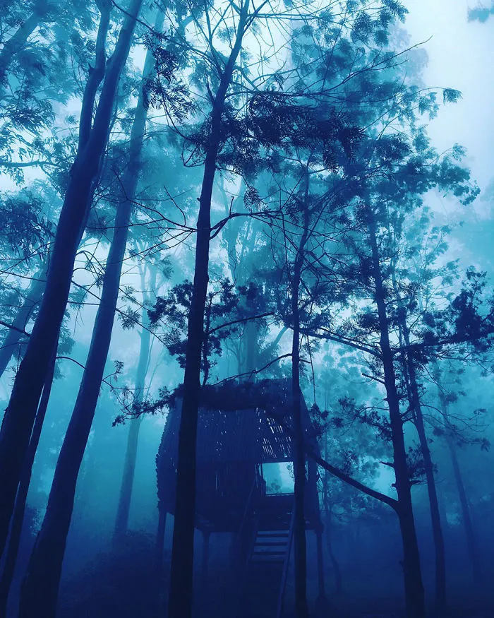 Into The Woods, Mobile Finalist