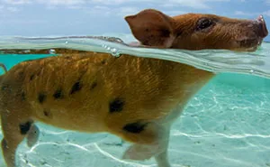 Bahamas Swimming Pigs Found Dead After Tourists Gave Them Alcohol