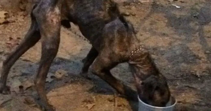 Dying Dog Chained For 4 Years Finds Forever Home, And This Is How Love Transformed Him