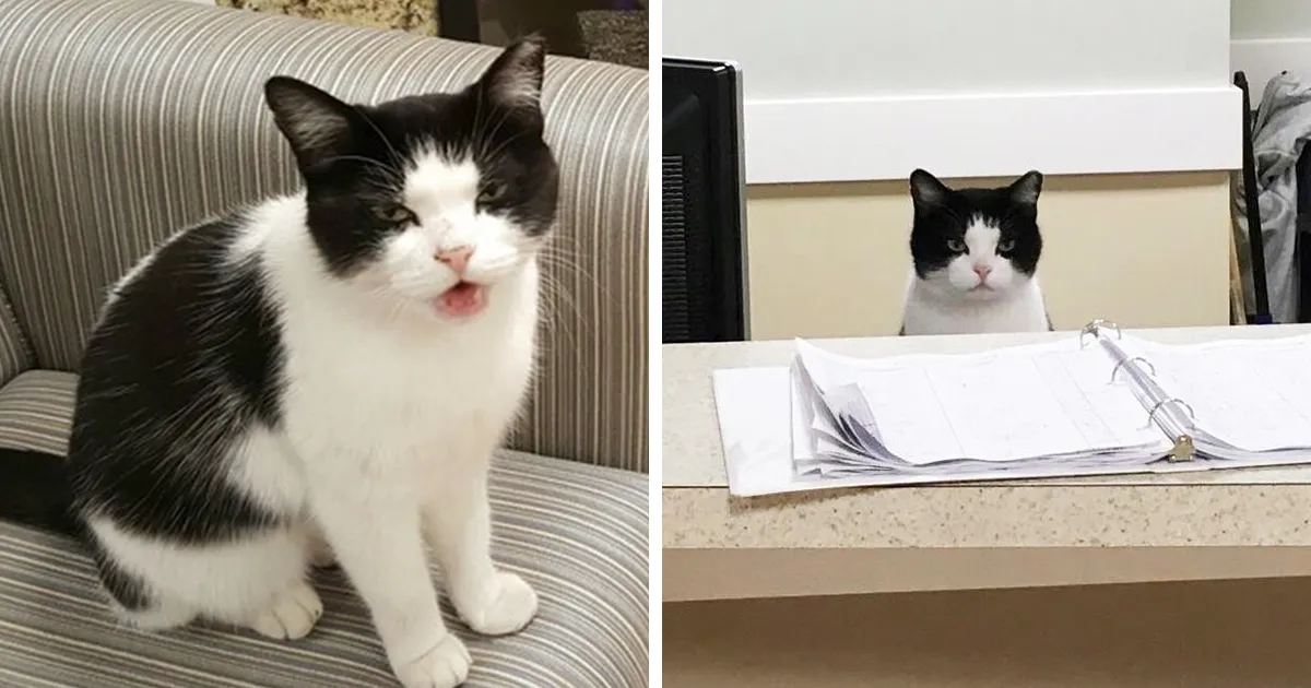 Este gato callejero se coló en un asilo y encontró trabajo