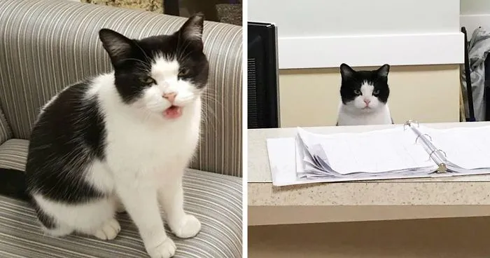 This Stray Cat Snuck Into A Nursing Home, And Got A Job