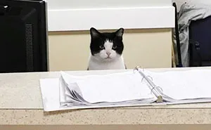 This Stray Cat Snuck Into A Nursing Home, And Got A Job