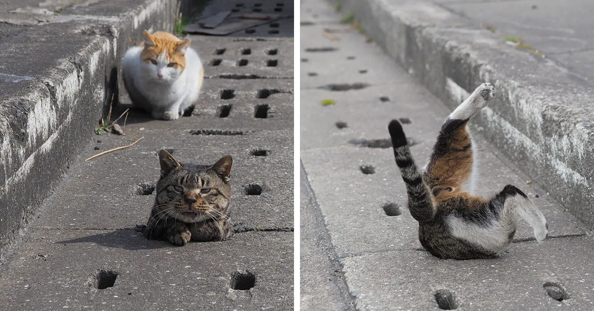 Estos gatos callejeros descubrieron los agujeros de un desagüe y se lo pasan genial en ellos