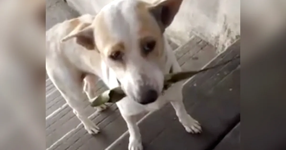 Este perro callejero trae regalos a la mujer que le da de comer