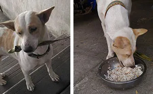 This Stray Dog Keeps Bringing Gifts To A Woman That Fed Him
