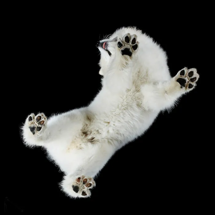 Under-Dogs: I Photograph Dogs From Underneath