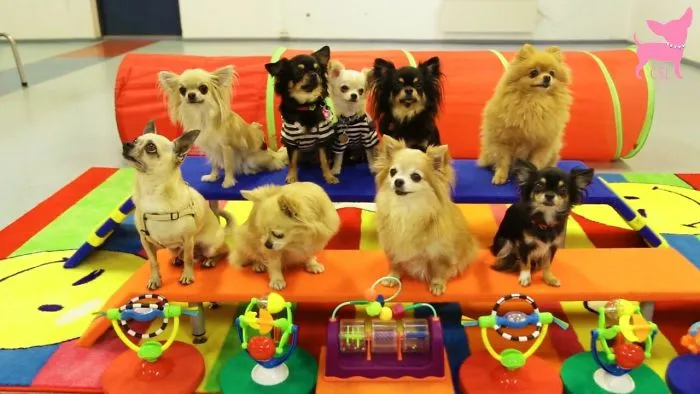 Cute Chihuahuas Show Fun Tricks!