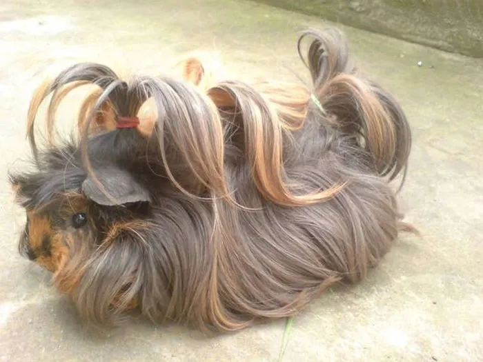 53 Guinea Pigs With The Most Majestic Hair