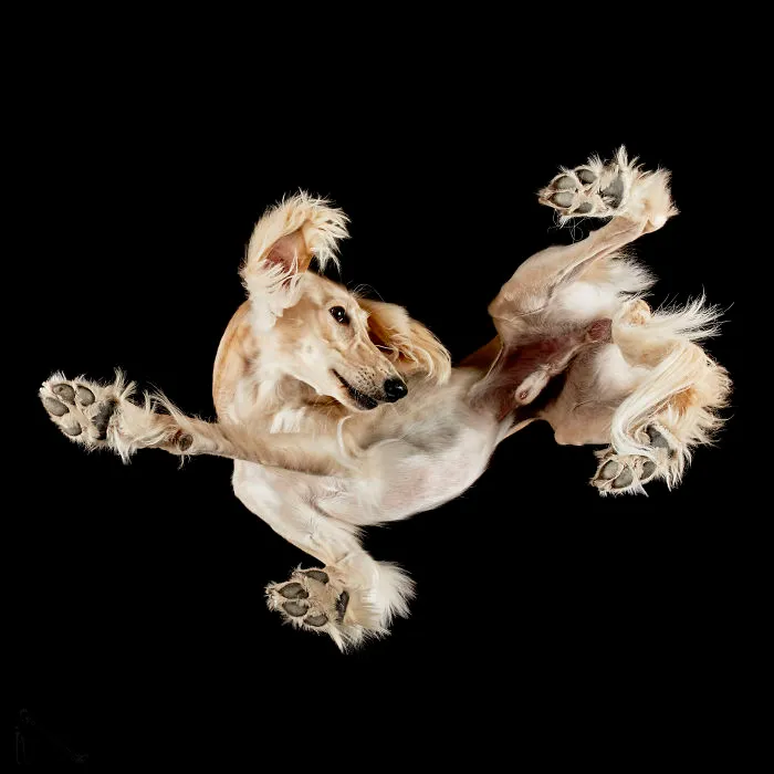 Under-Dogs: I Photograph Dogs From Underneath
