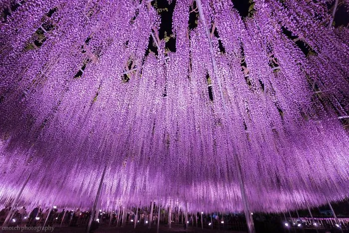 10+ Razones por las que deberías dejarlo todo y visitar el festival de las glicinias en Japón