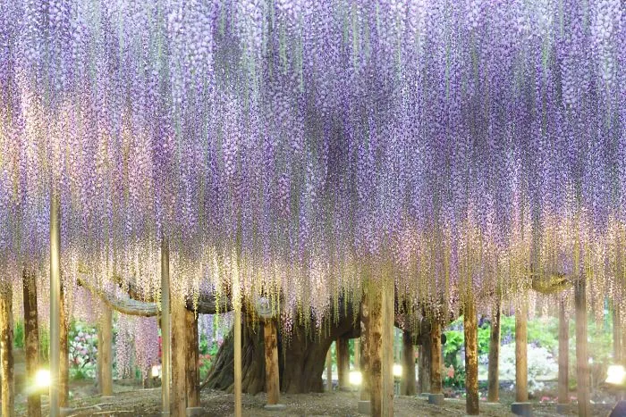 10+ Razones por las que deberías dejarlo todo y visitar el festival de las glicinias en Japón