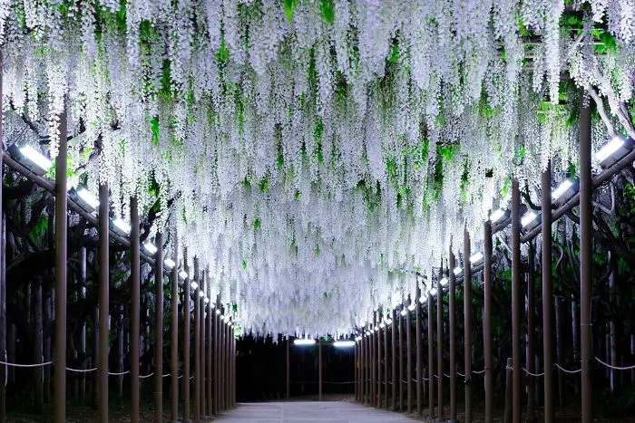 10+ Razones por las que deberías dejarlo todo y visitar el festival de las glicinias en Japón