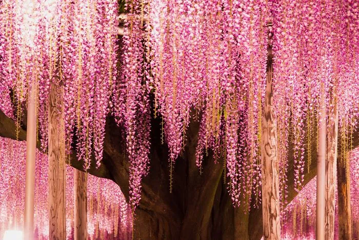 10+ Razones por las que deberías dejarlo todo y visitar el festival de las glicinias en Japón