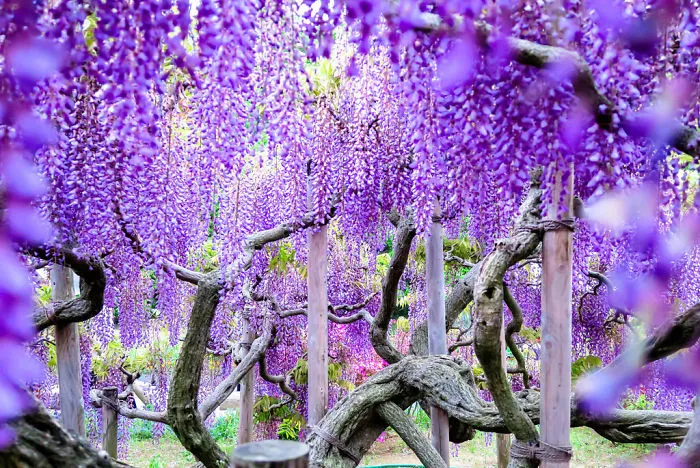 110 Reasons You Should Drop Everything And Go To Japan's Wisteria Festival ASAP