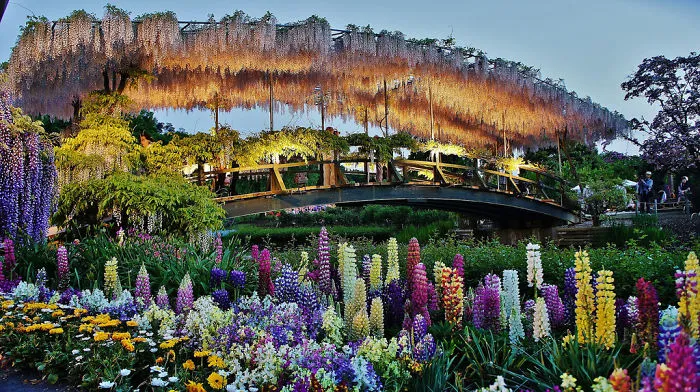 110 Reasons You Should Drop Everything And Go To Japan's Wisteria Festival ASAP