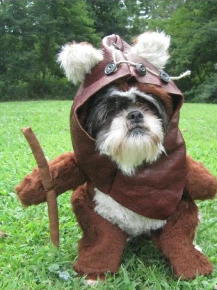 So My Mom Likes To Dress Up My Dog