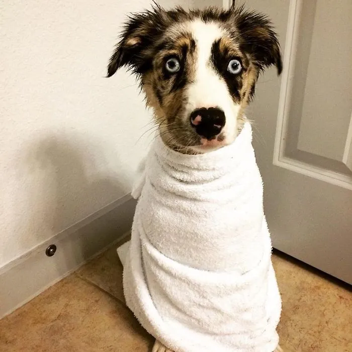 First Bath. Sadie Was Never Quite The Same