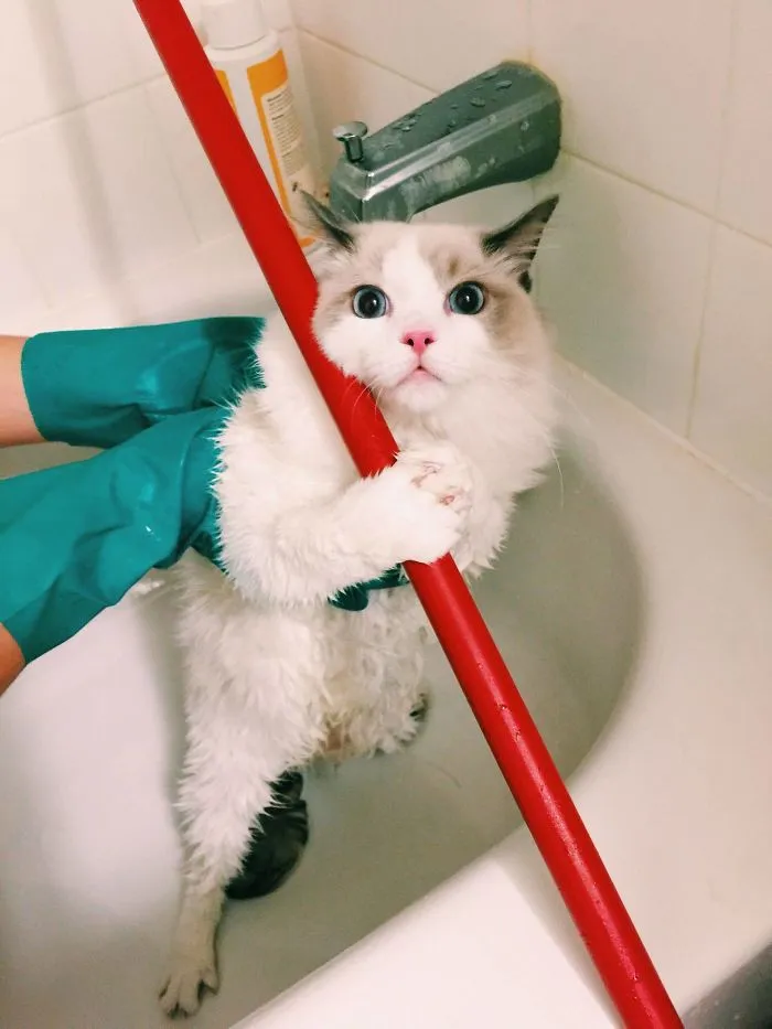 My Cat's Face Before Bath
