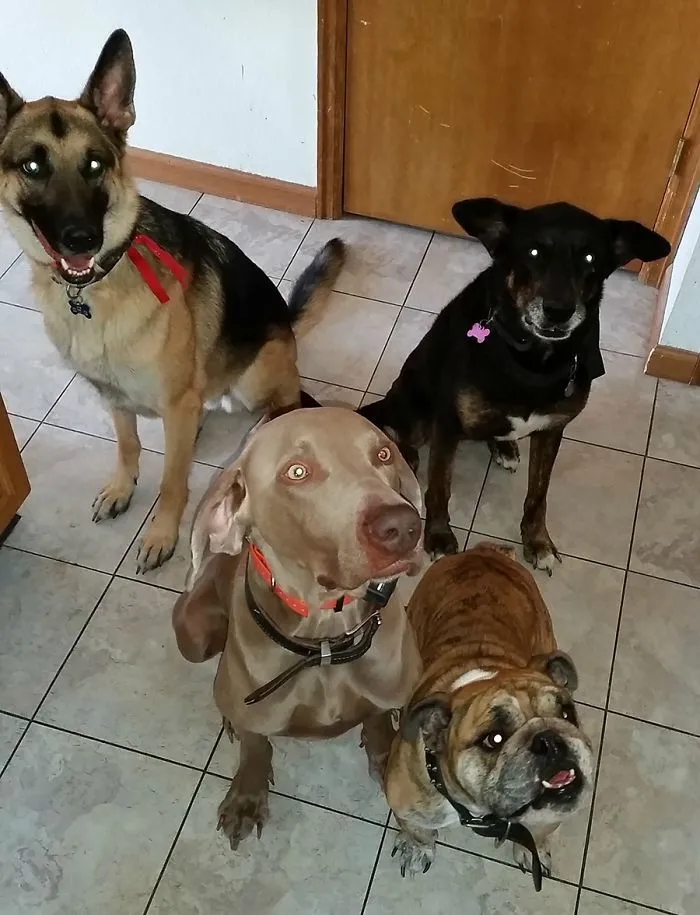 My Dogs Are Definitely An Eclectic Bunch