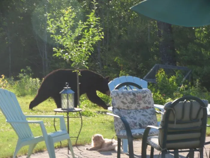 Hay un oso en el jardín y al gato le importa una m*erda