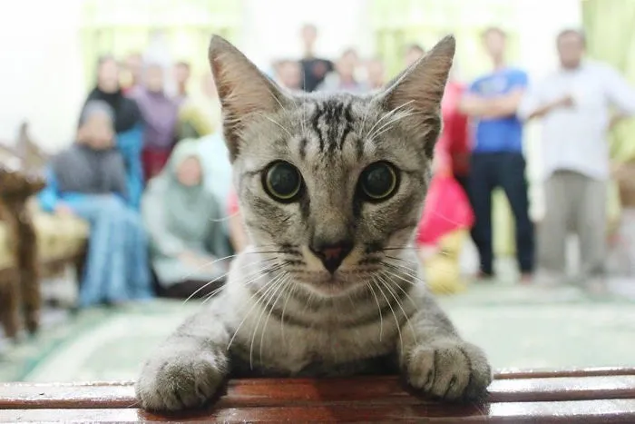 50 Times Asshole Cats Hilariously Photobombed Purrfect Shots