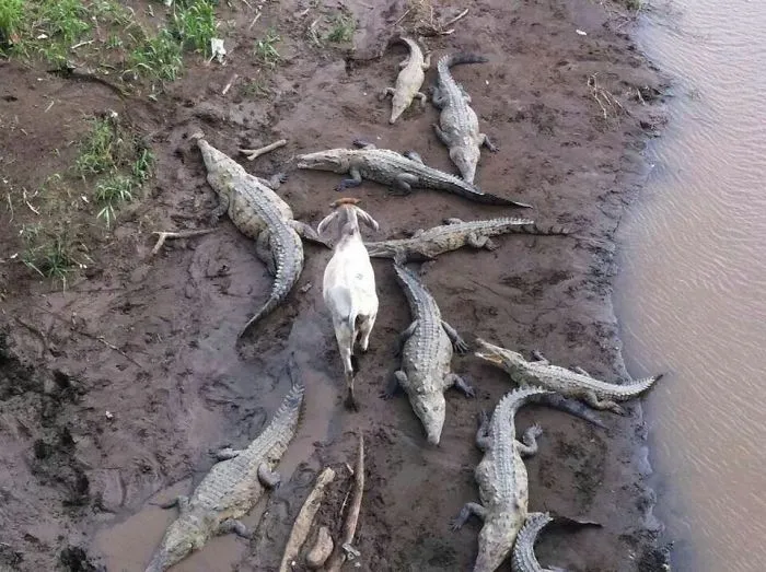 Esta vaca no se preocupa por los cocodrilos